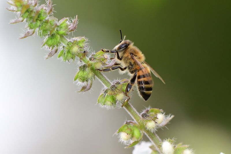 denis moura, mogi das cruzes, brasil, bee Abelha фото превью