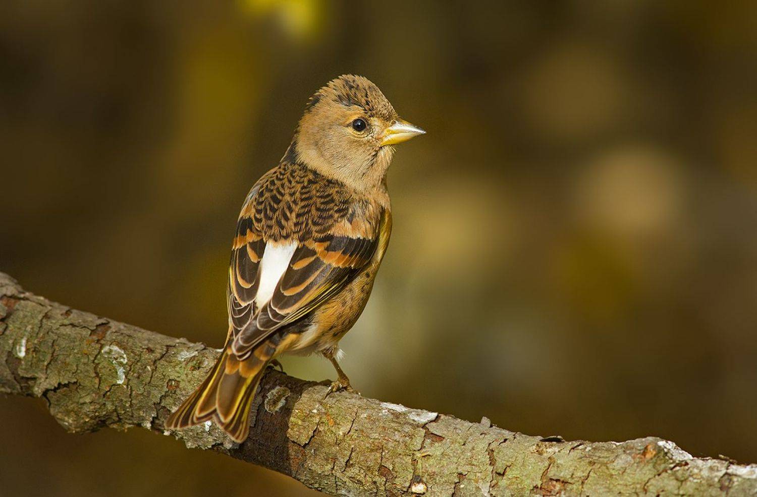 юрок,вьюрок,самка,вечер,осень, Иван