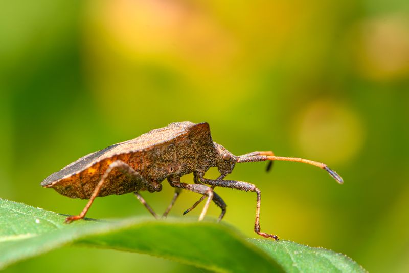 Dock bug (Coreus marginatus) фото превью