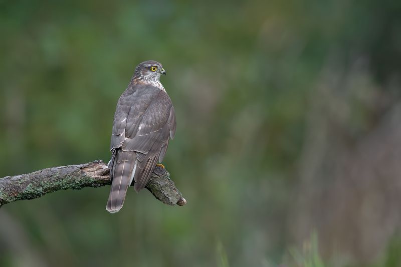Mały ale skuteczny фото превью