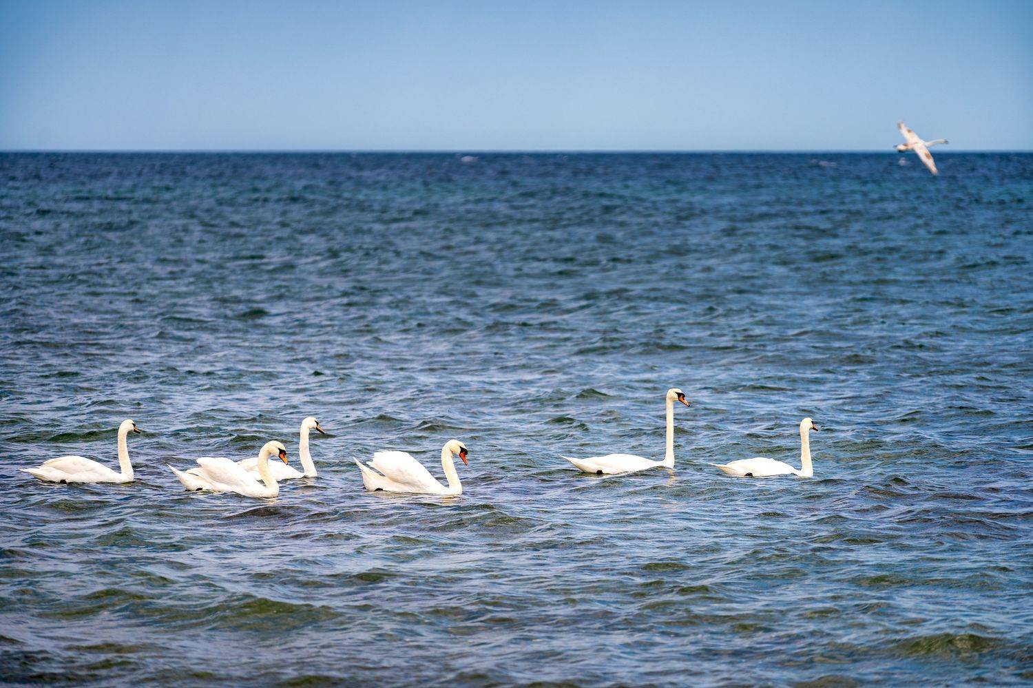 , Пламен Куденко