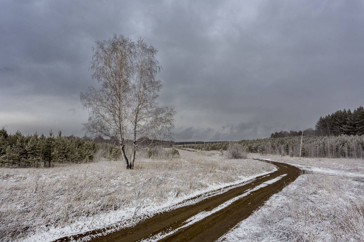 береза, снег, дорога, Андрей Логвинович
