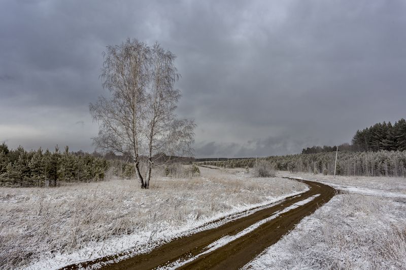 береза, снег, дорога Береза у дороги2 фото превью