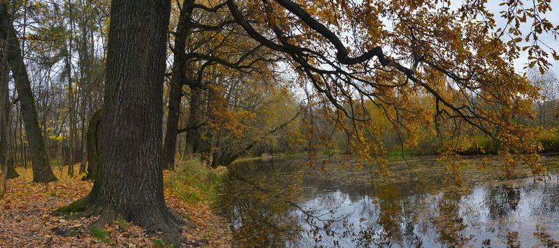 покровское-стрешнево Под сенью фото превью