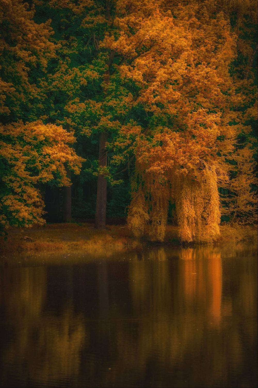 золотая осень, gold autumn, природа, пейзаж, landscape, nature, Julia Kaissa