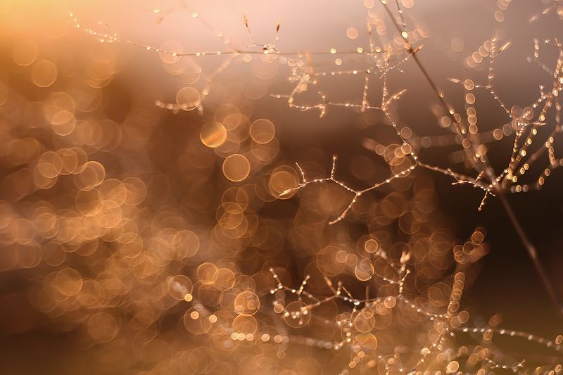 Autumn фото превью