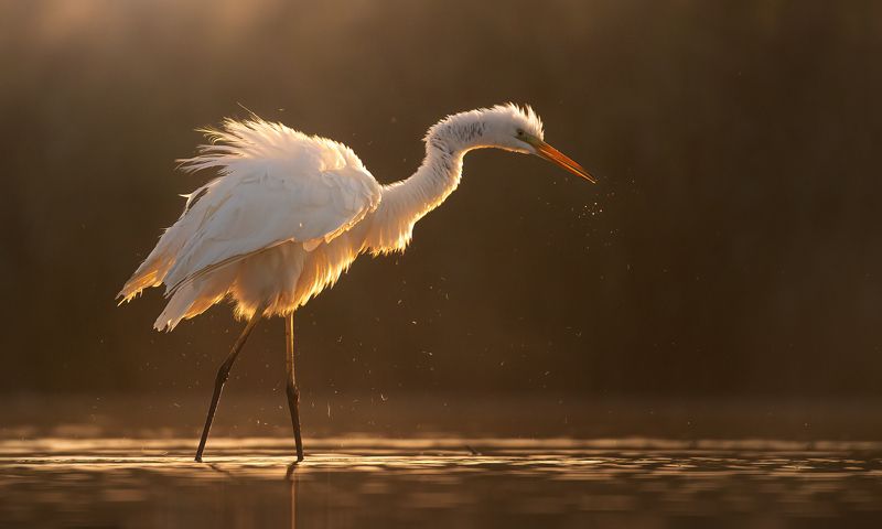 czapla biała фото превью