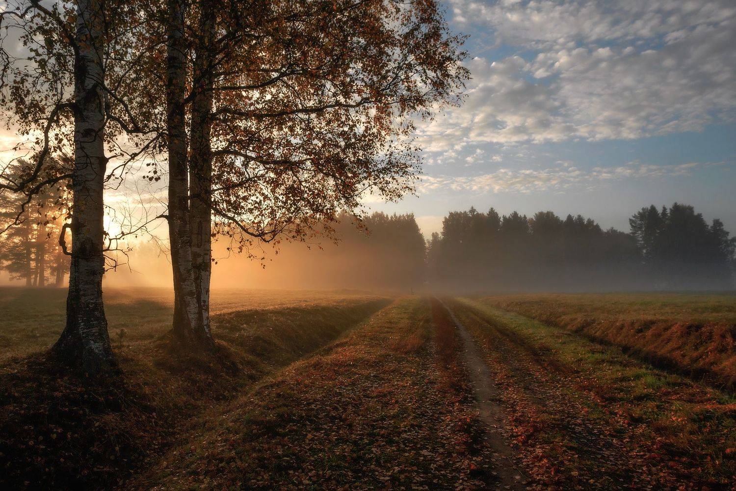 павловскийпарк, павловск, павловский, пейзад, рассвет, туман, Таня SHE (Aiya)