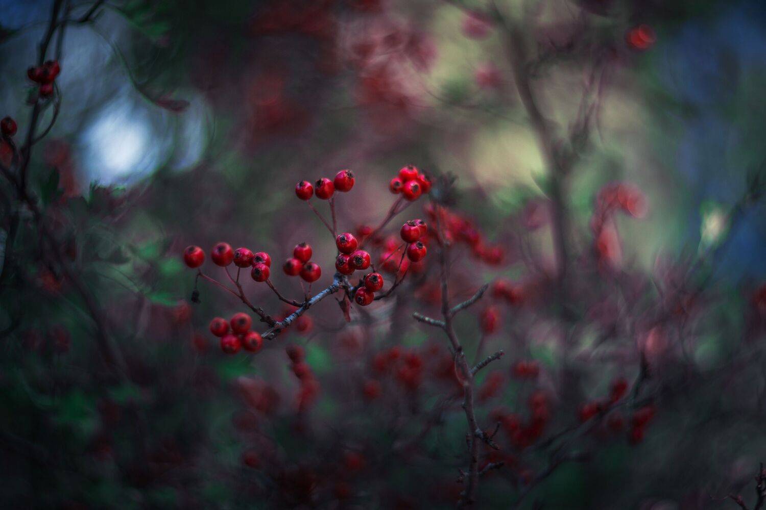 green,blue,bokeh,fruits,white,zenit,helios,nikon,light,nature,exterior,red,, Борислав Алексиев