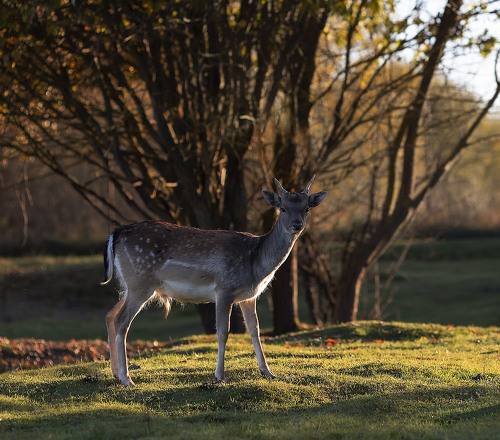 Волшебный оленёнок