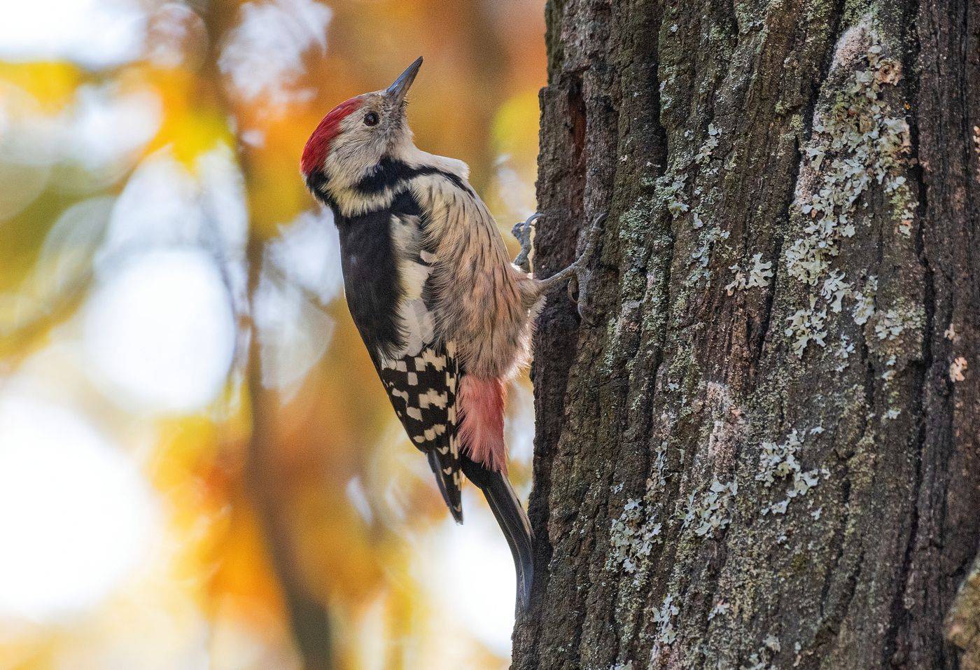 птица средний пёстрый дятел, Руслан Сигушин