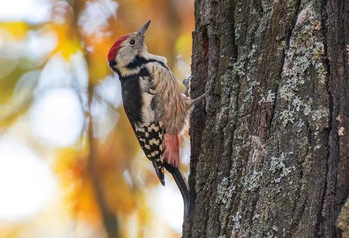 Средний дятел