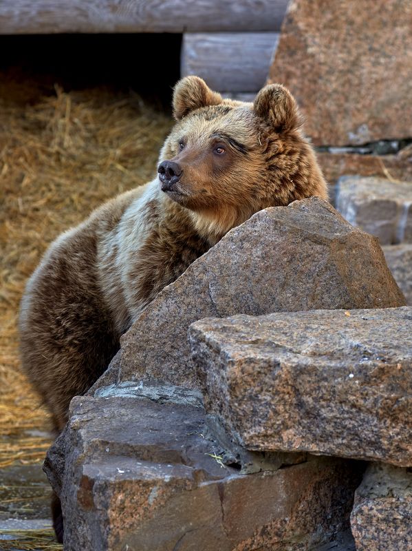 Маленькая медведица фото превью