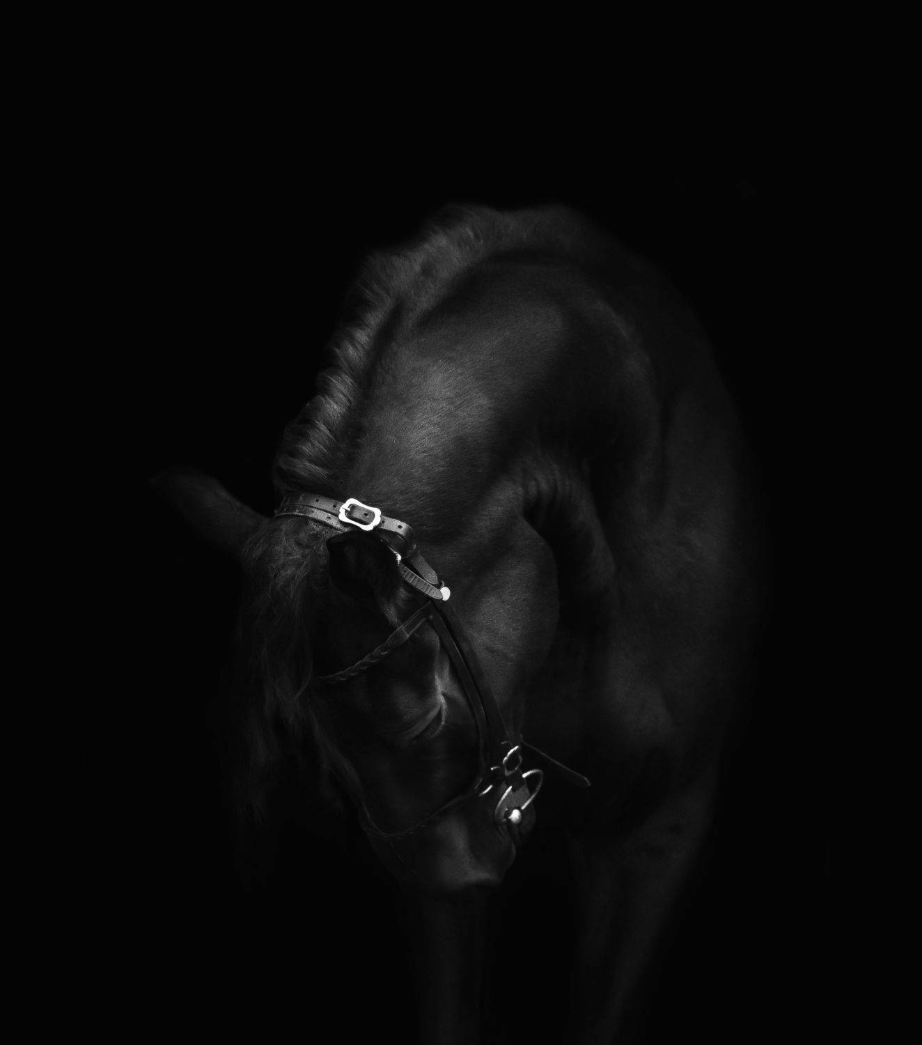 horse portrait, Кристина Горковская