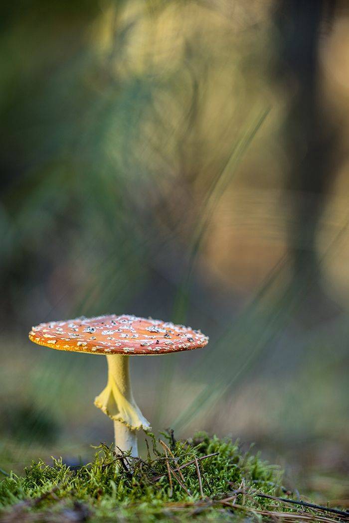 , Илья Михеев