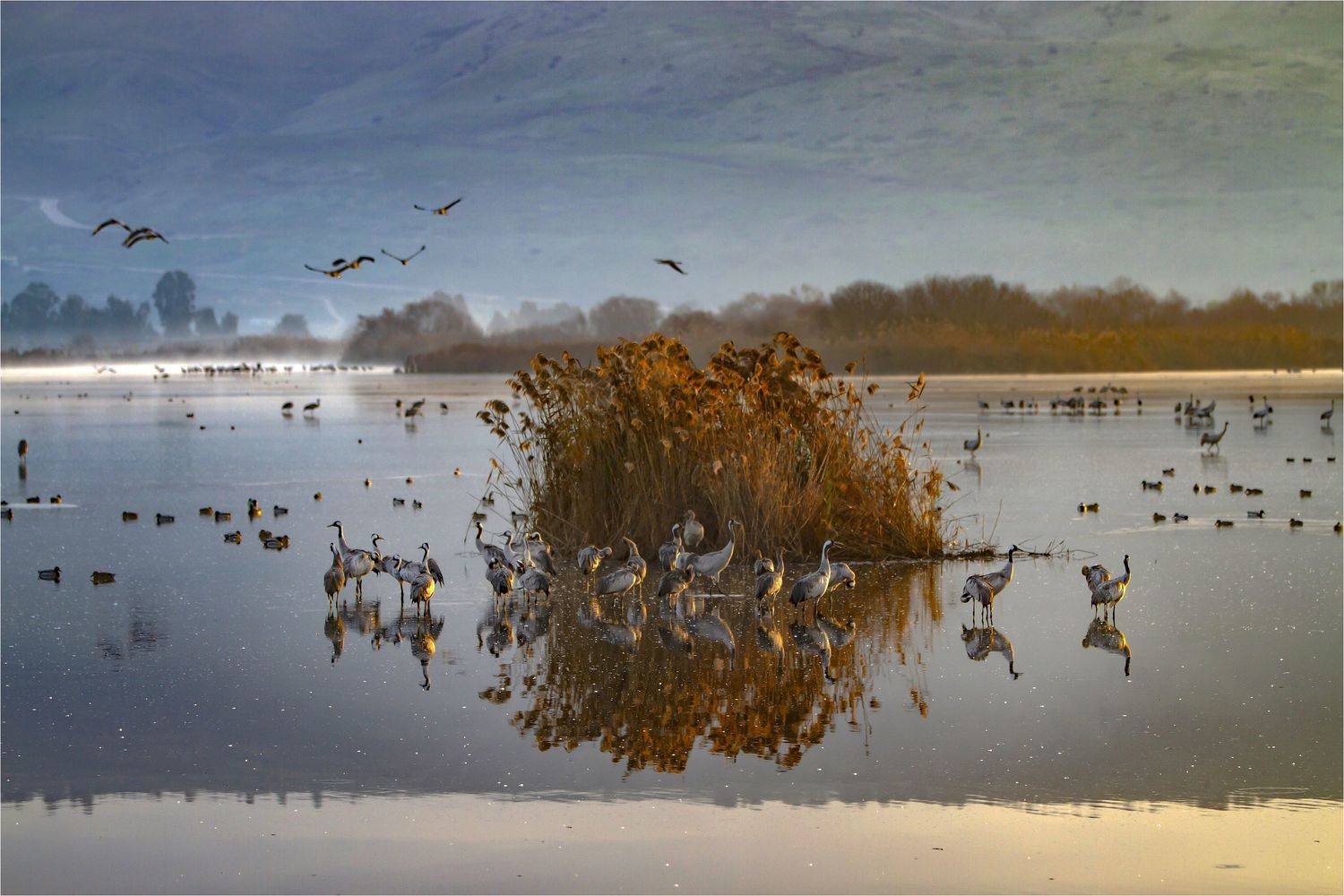 серый журавль,туман,заповедник хула,израиль, Валентина Булкина