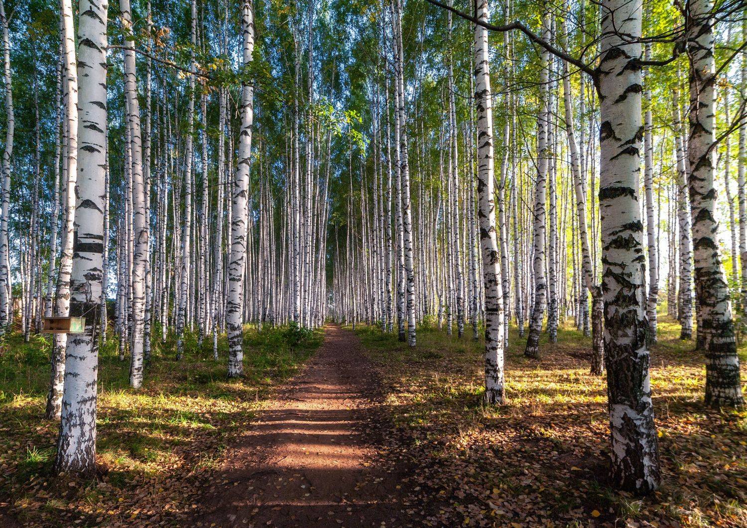 рассвет, туман, россия, сентябрь, вода, берёзы, Андрей Малыгин