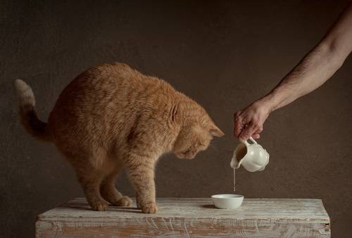 cat and milk 2