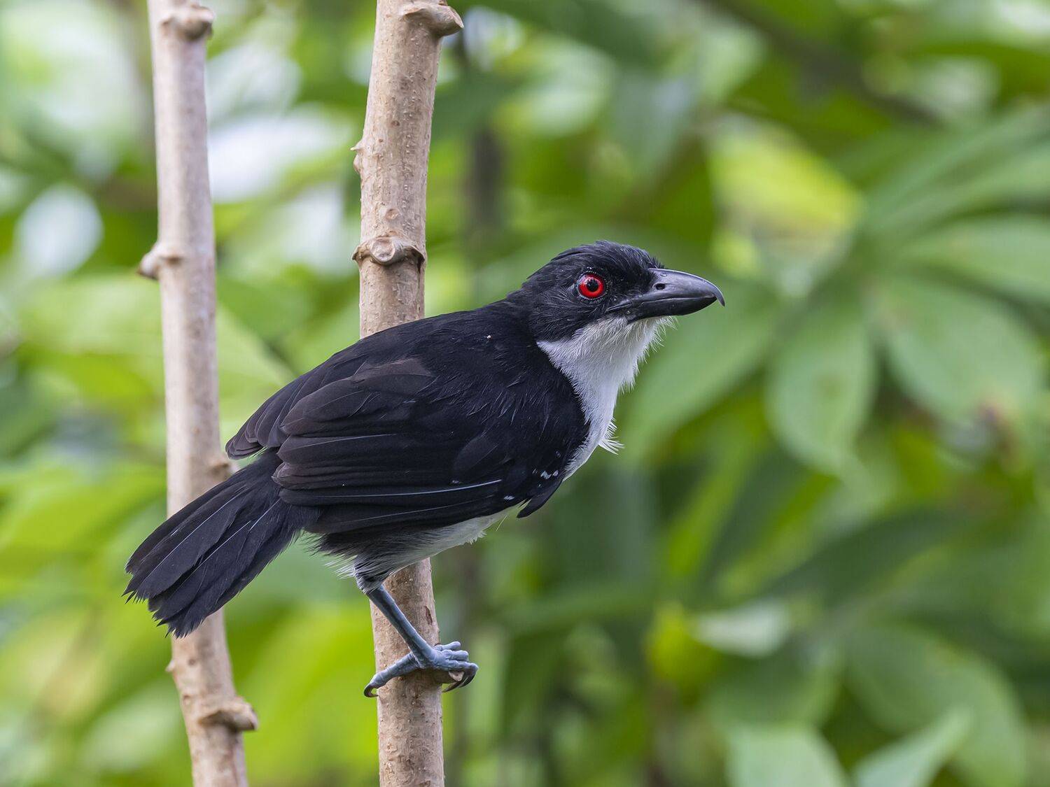 , Fernando Burgalin Sequeira