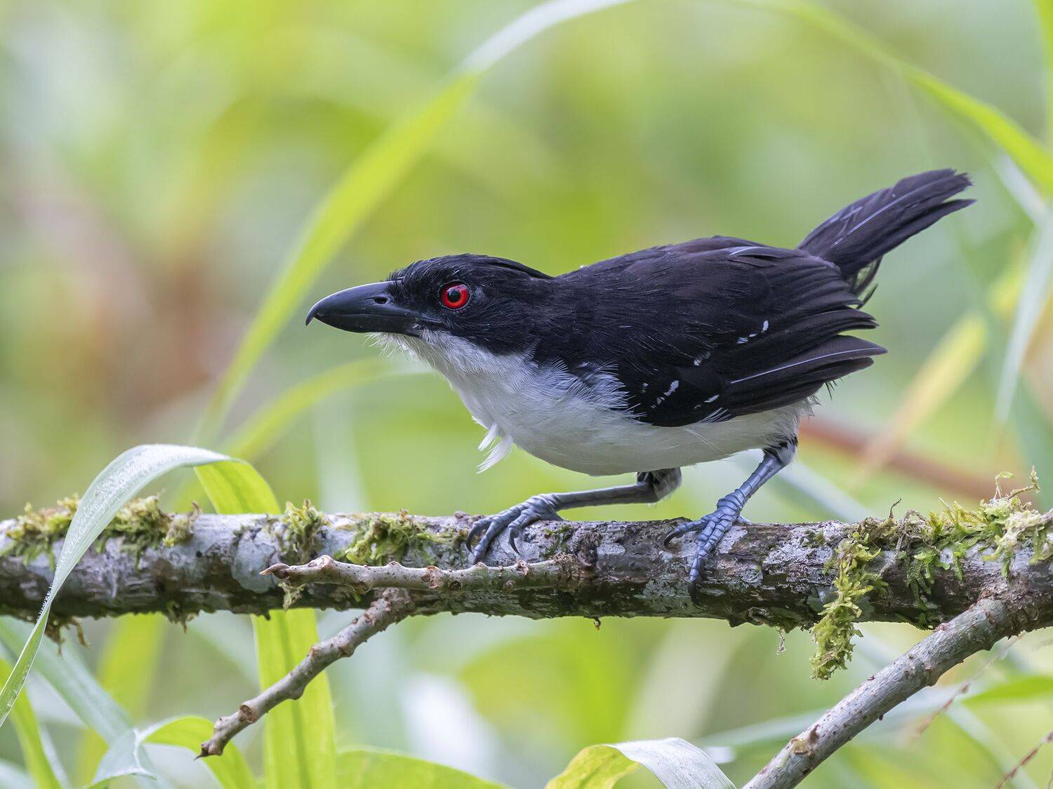 , Fernando Burgalin Sequeira