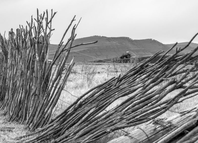 трактор, хакасия, плетень, ч/б Трактор за забором фото превью