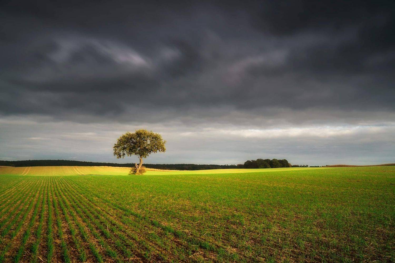 autumn, oak, field, cloud, sun, green, tree, one, september, Lukasz Zugaj