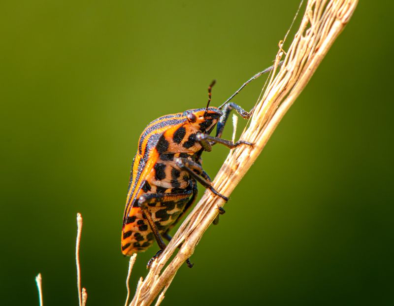 Striped bug фото превью