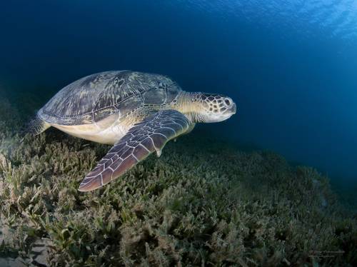 Где ключик золотой