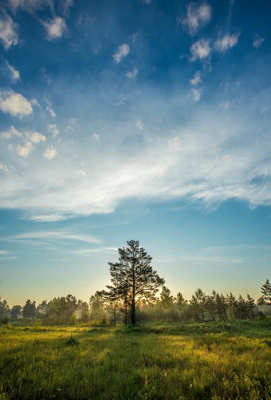 сосна, рассвет, облака, зеленое, голубое Сосна на рассвете фото превью