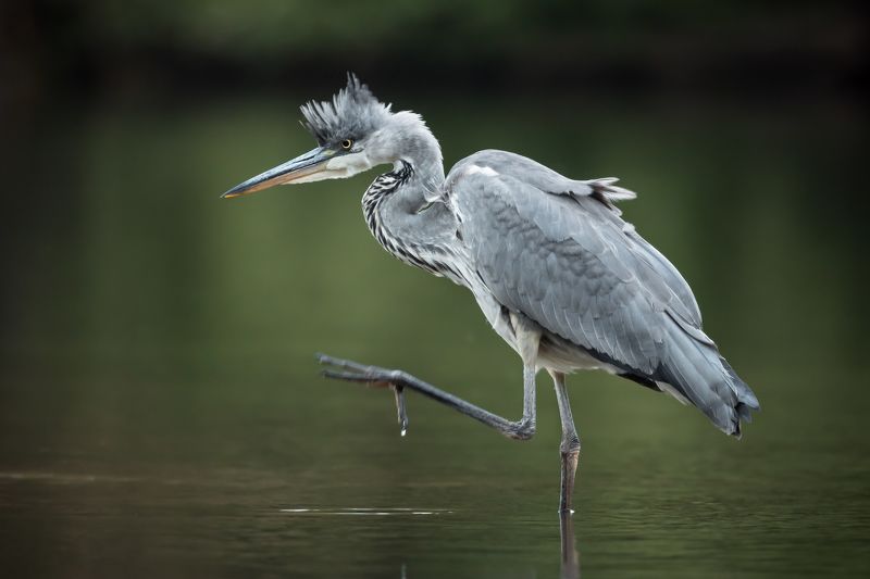 серая цапля, ardea cinerea, grey heron, птицы подмосковья, одинцовский городской округ Панки, хой! фото превью