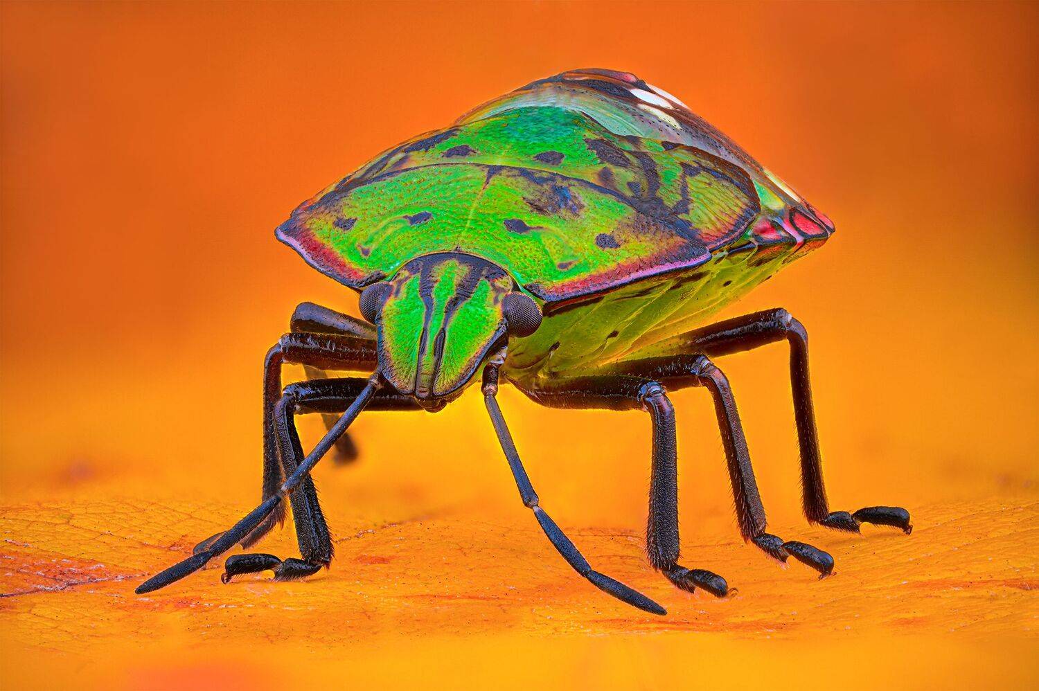 ceclii,macro,nikonz6ii, Tsvetan Ganev