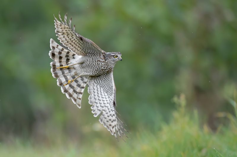 Atak фото превью