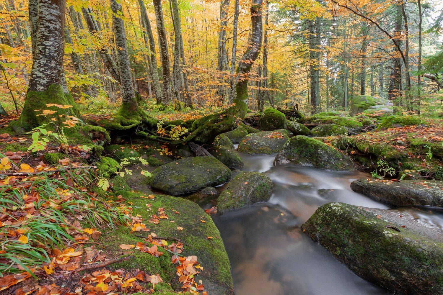 , Александър Сандев