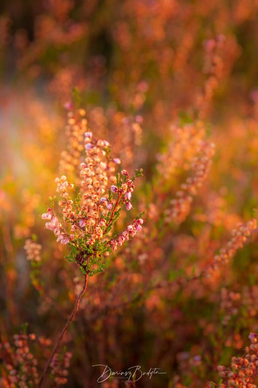 Wrzos фото превью