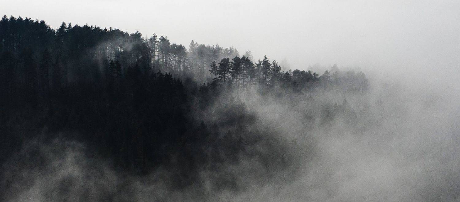 twin, peaks, woods, forest, myst , Радослав Сотиров