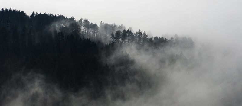 twin, peaks, woods, forest, myst  Lynchian Woods фото превью