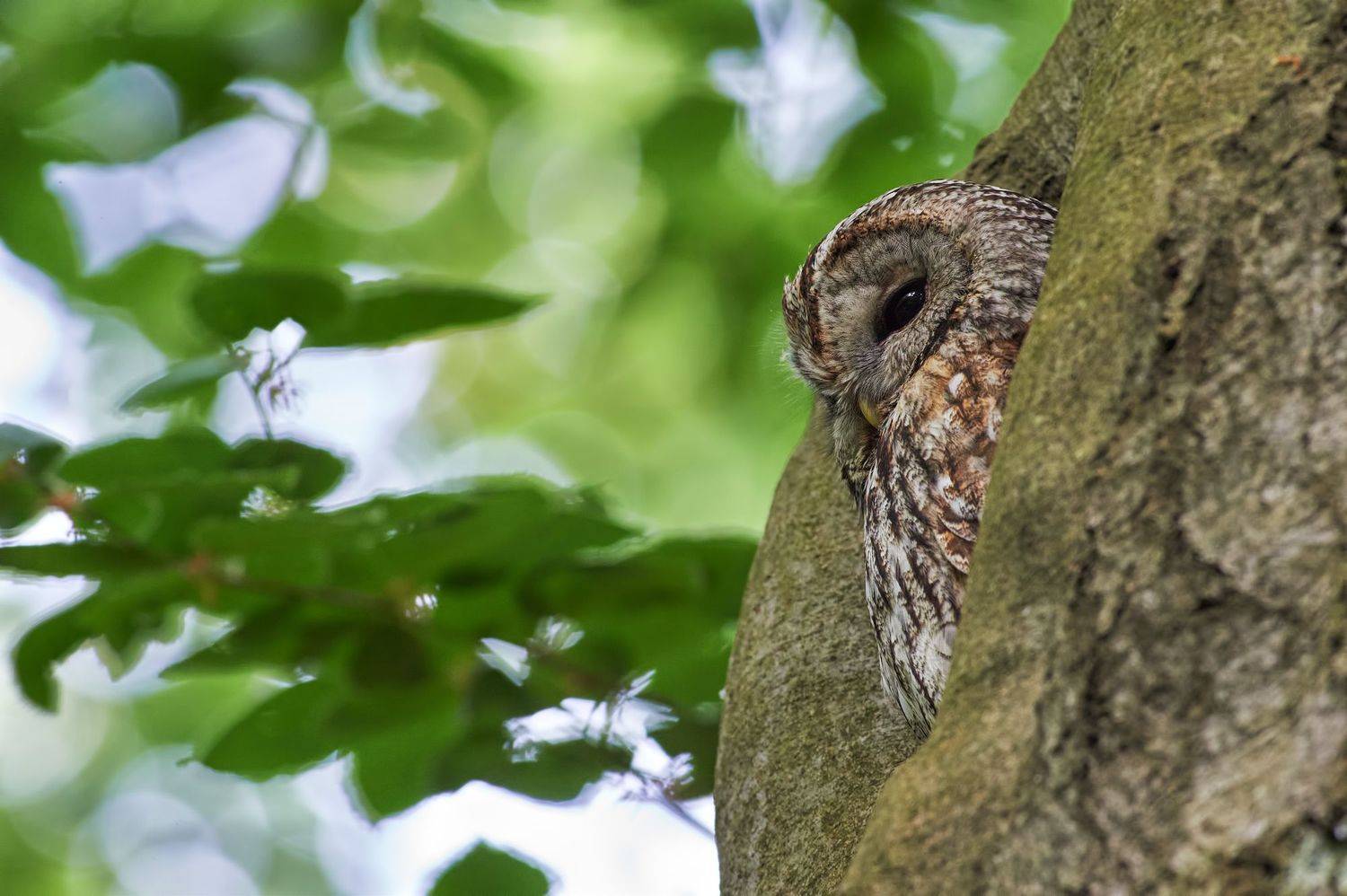 nature, wildlife, birds, owls, Калин Ботев