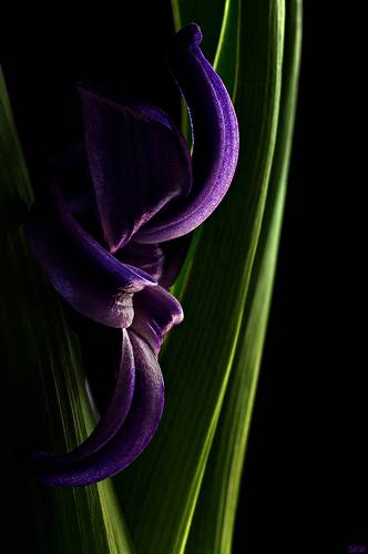 Deep Purple