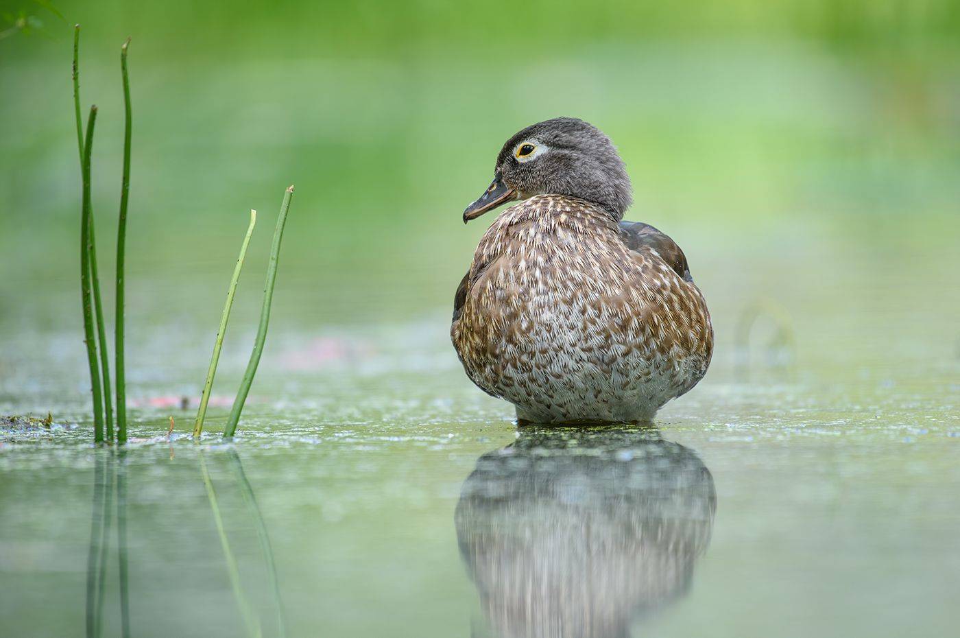 wood duck (female), bird, wildlife, water flow, AlexsanderBB