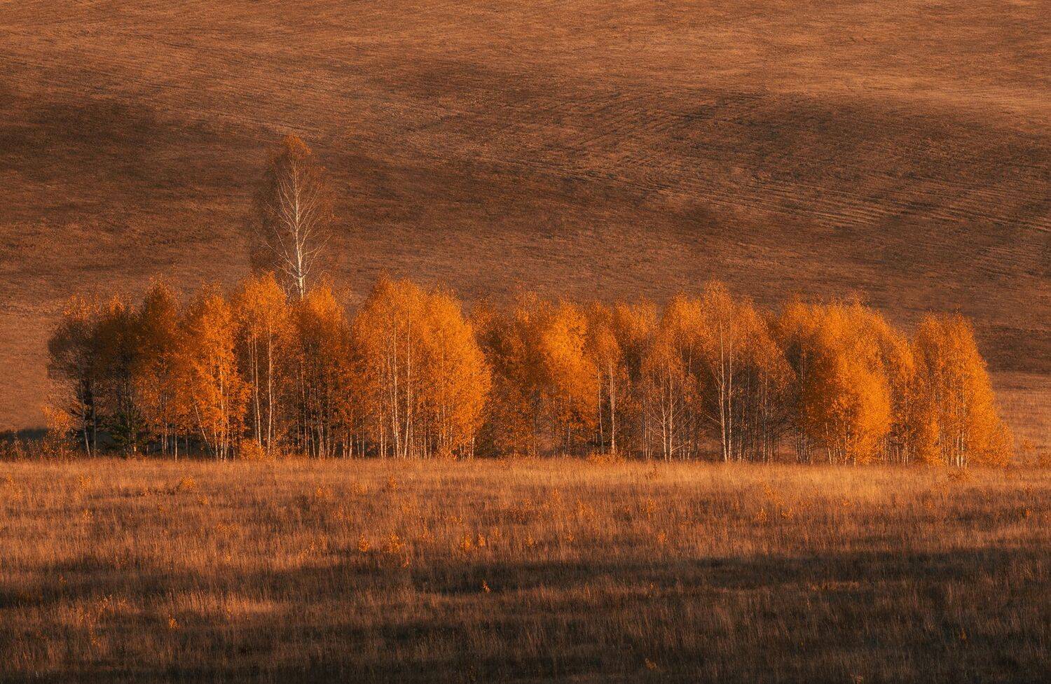 осень, пейзаж, деревья, поле, Евгений Гецев