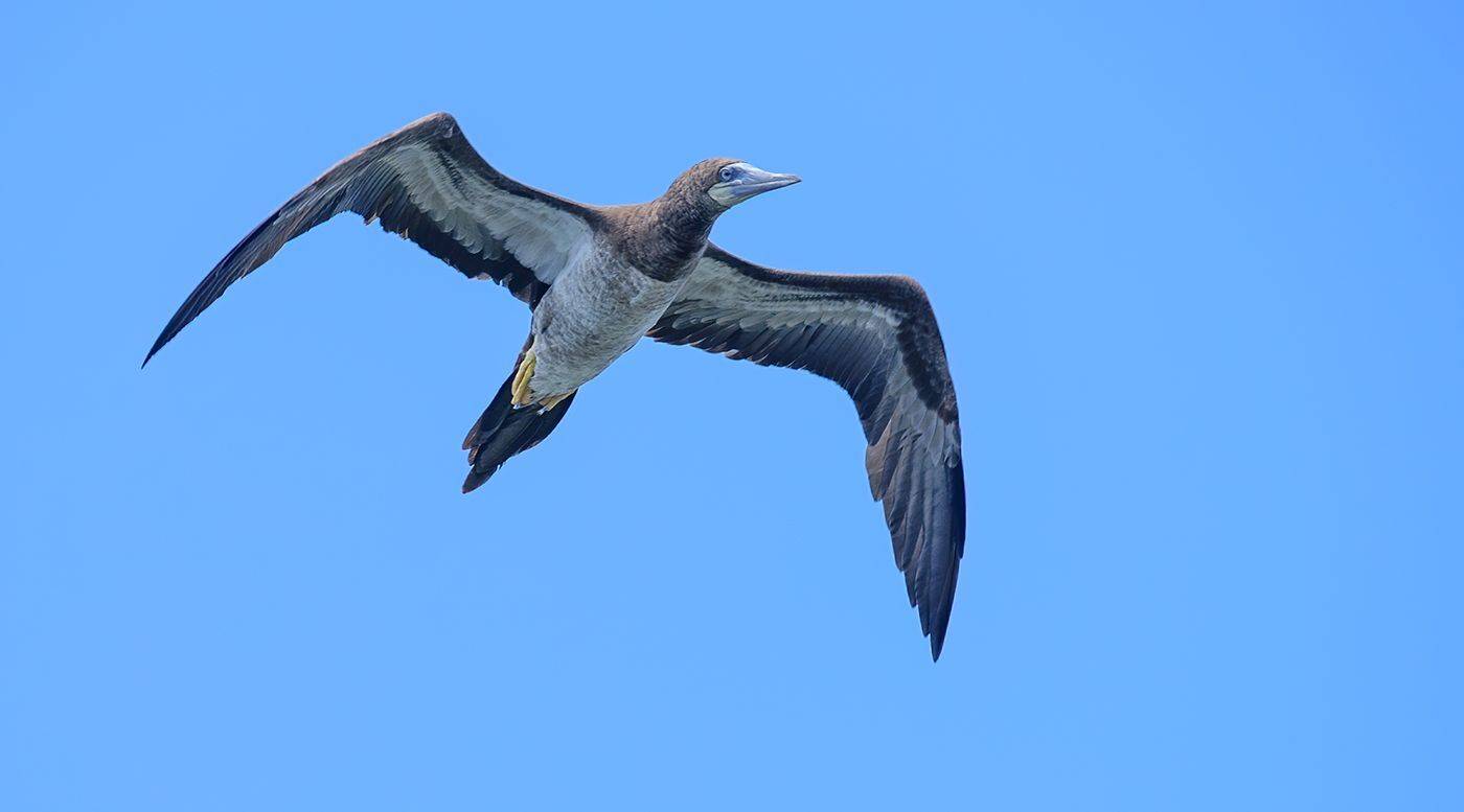 brown booby (juvenile),bird, wildlife, AlexsanderBB