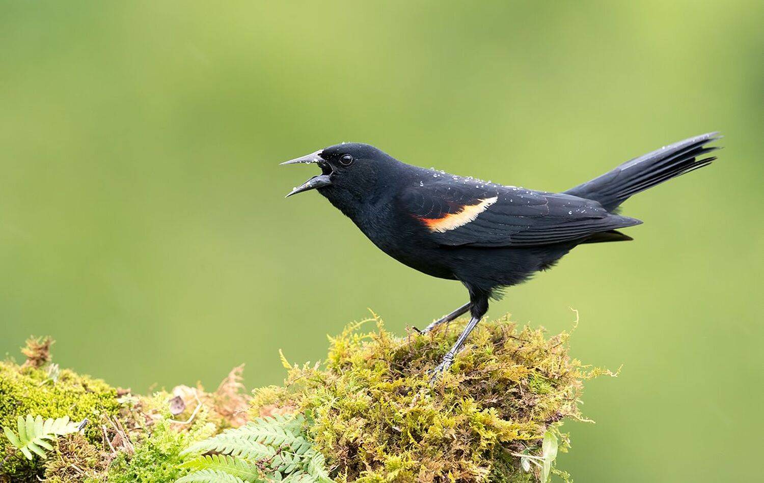 красноплечий чёрный трупиал, red-winged blackbird, трупиал, blackbird, Elizabeth Etkind