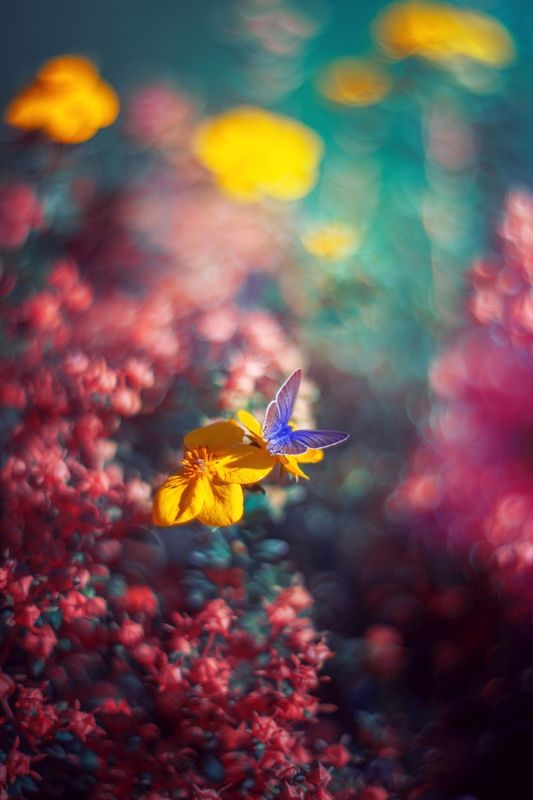 Yellow фото превью