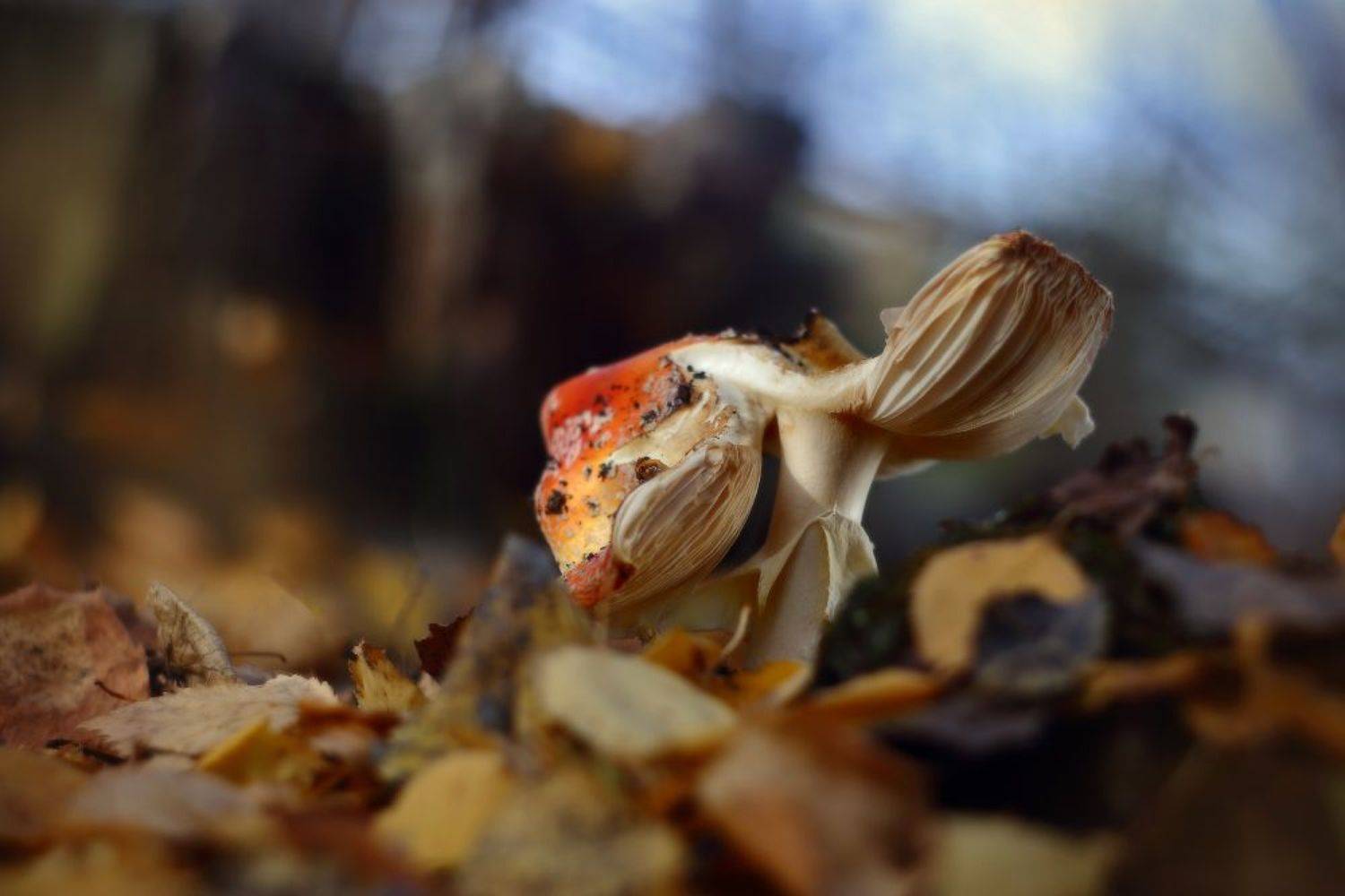 осень, лес, гриб, мухомор, октябрь, Петриченко Валерий