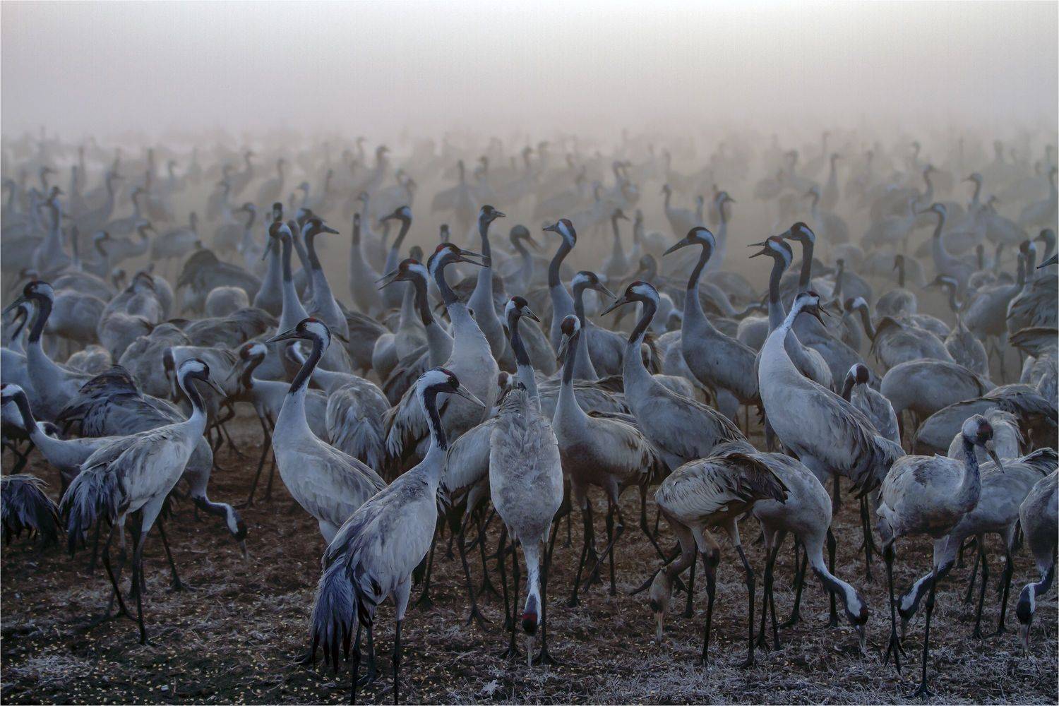 серый журавль,туман,заповедник хула,израиль, Валентина Булкина