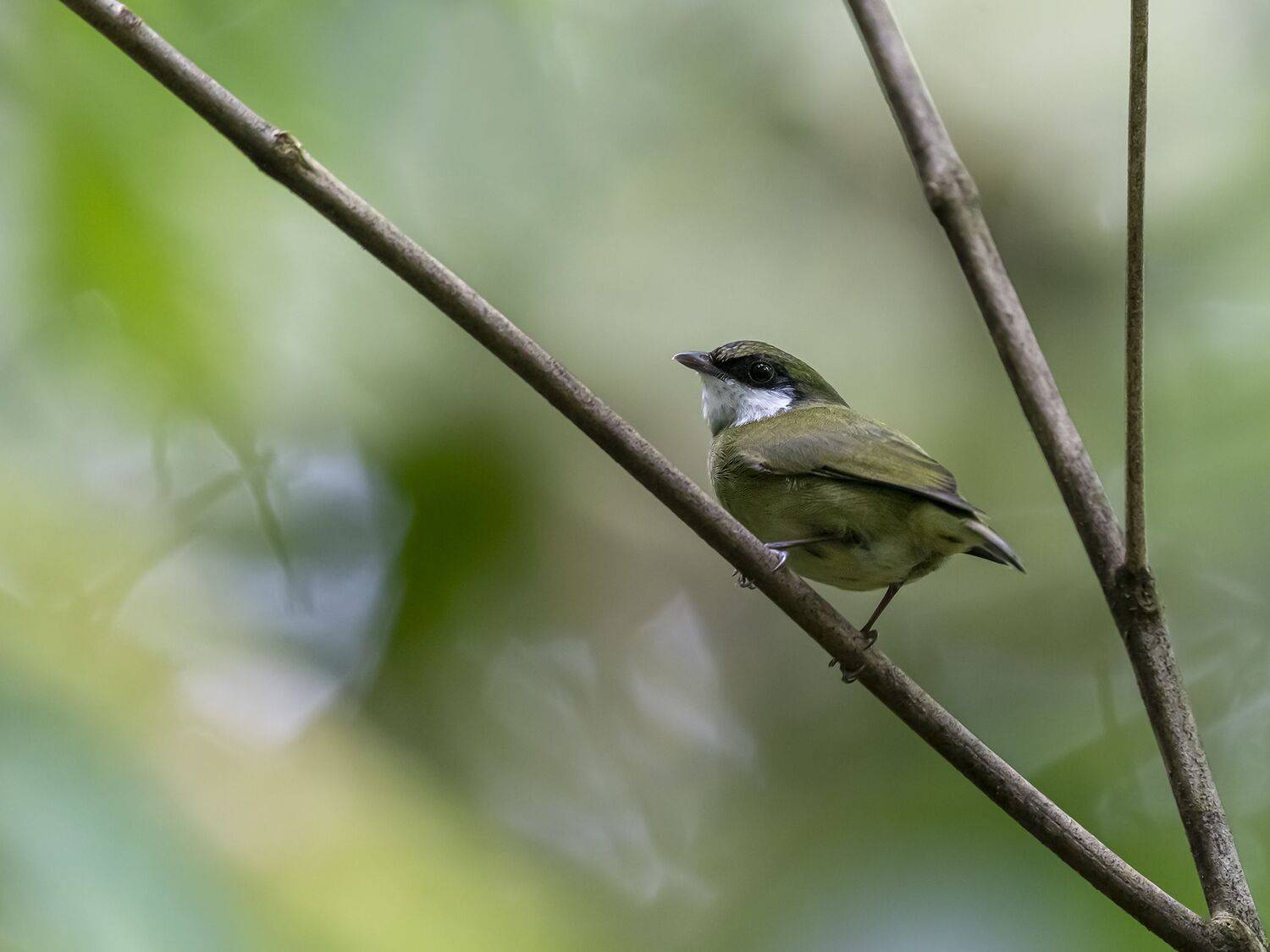 , Fernando Burgalin Sequeira