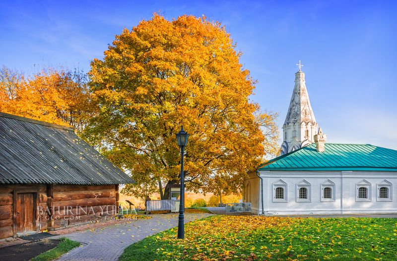 Осеннее дерево фото превью