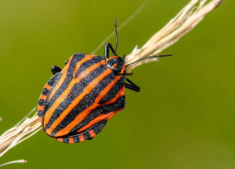 Striped bug фото превью