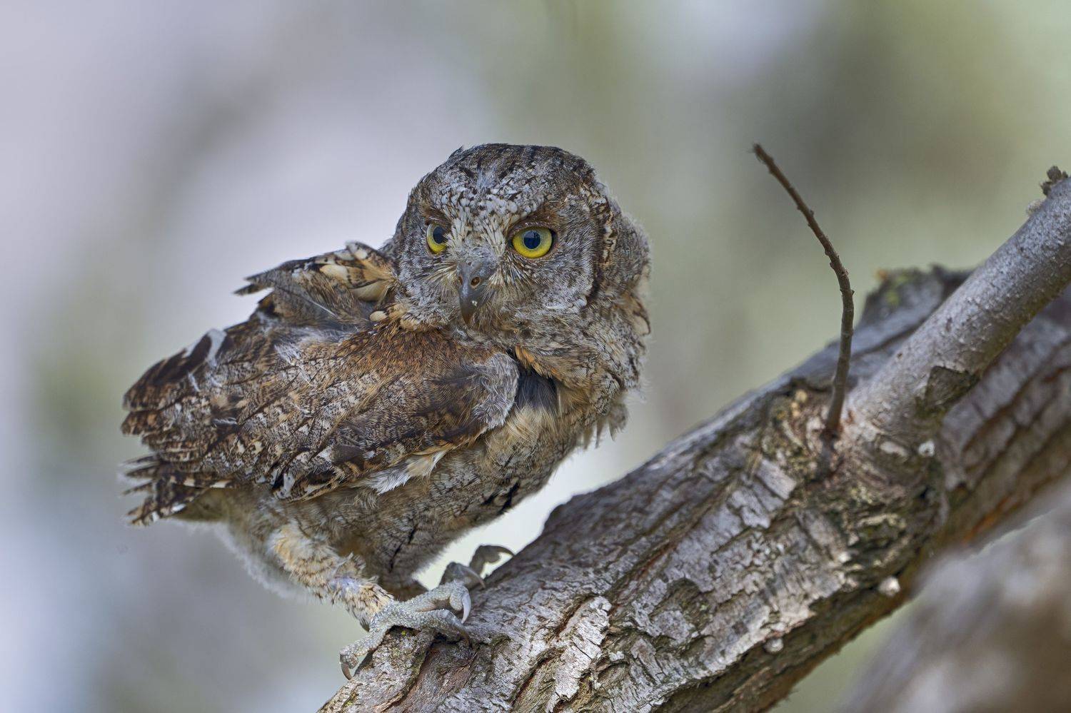 #сова#птицы#сплюшка#дикая природа, Oleg Chystyakov