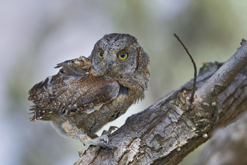 #сова#птицы#сплюшка#дикая природа Сова сплюшка фото превью